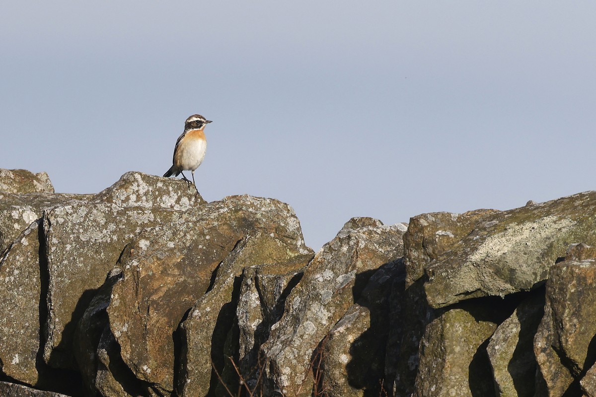 Whinchat - ML618199540