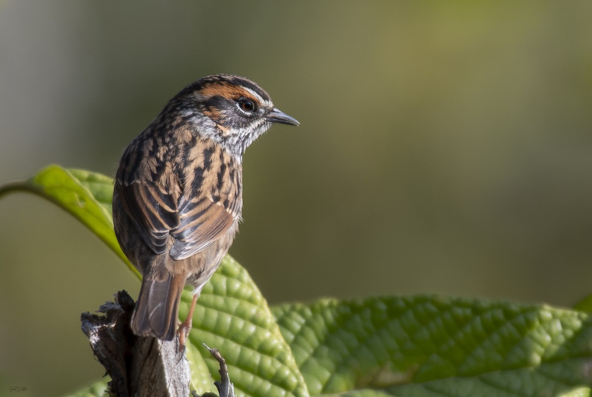 Rufous-breasted Accentor - ML618199561
