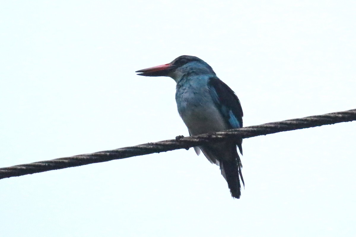 Blue-breasted Kingfisher - Fikret Ataşalan