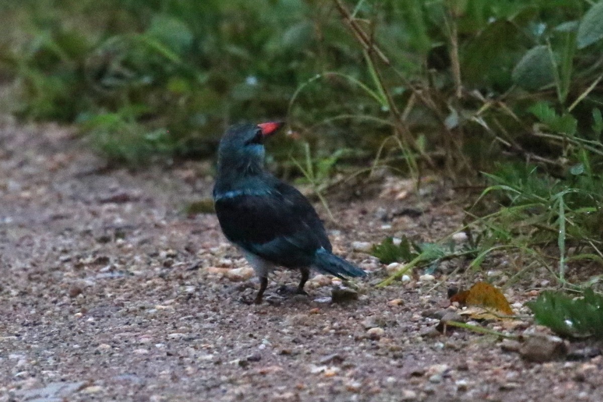 Blue-breasted Kingfisher - Fikret Ataşalan