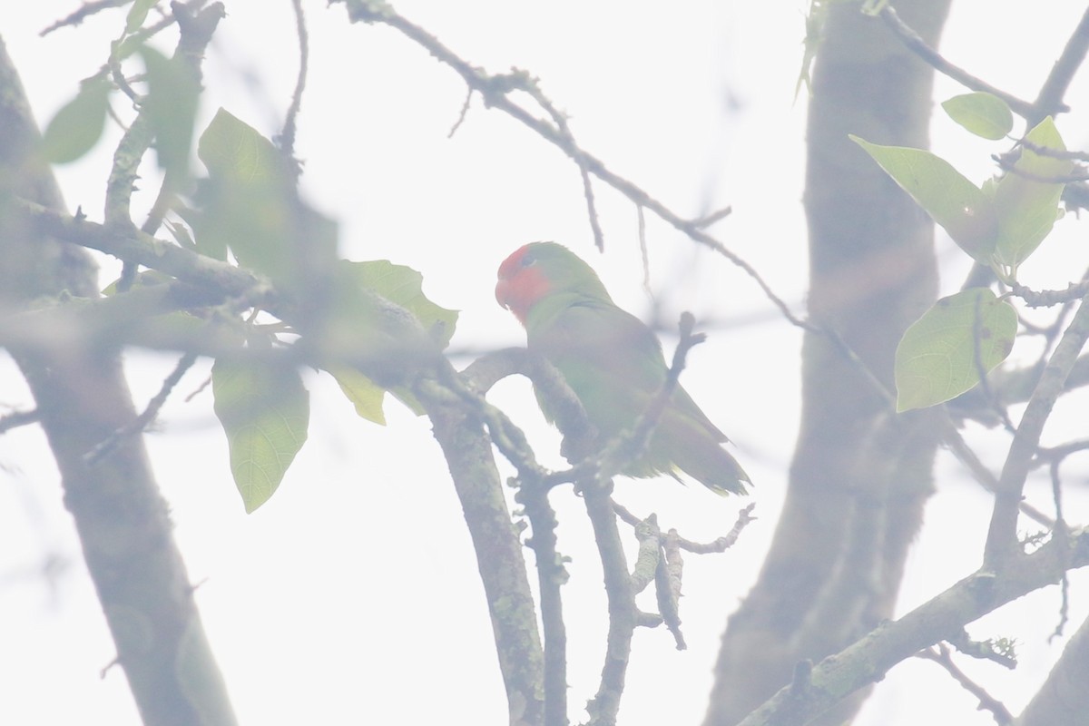 Red-headed Lovebird - ML618199588