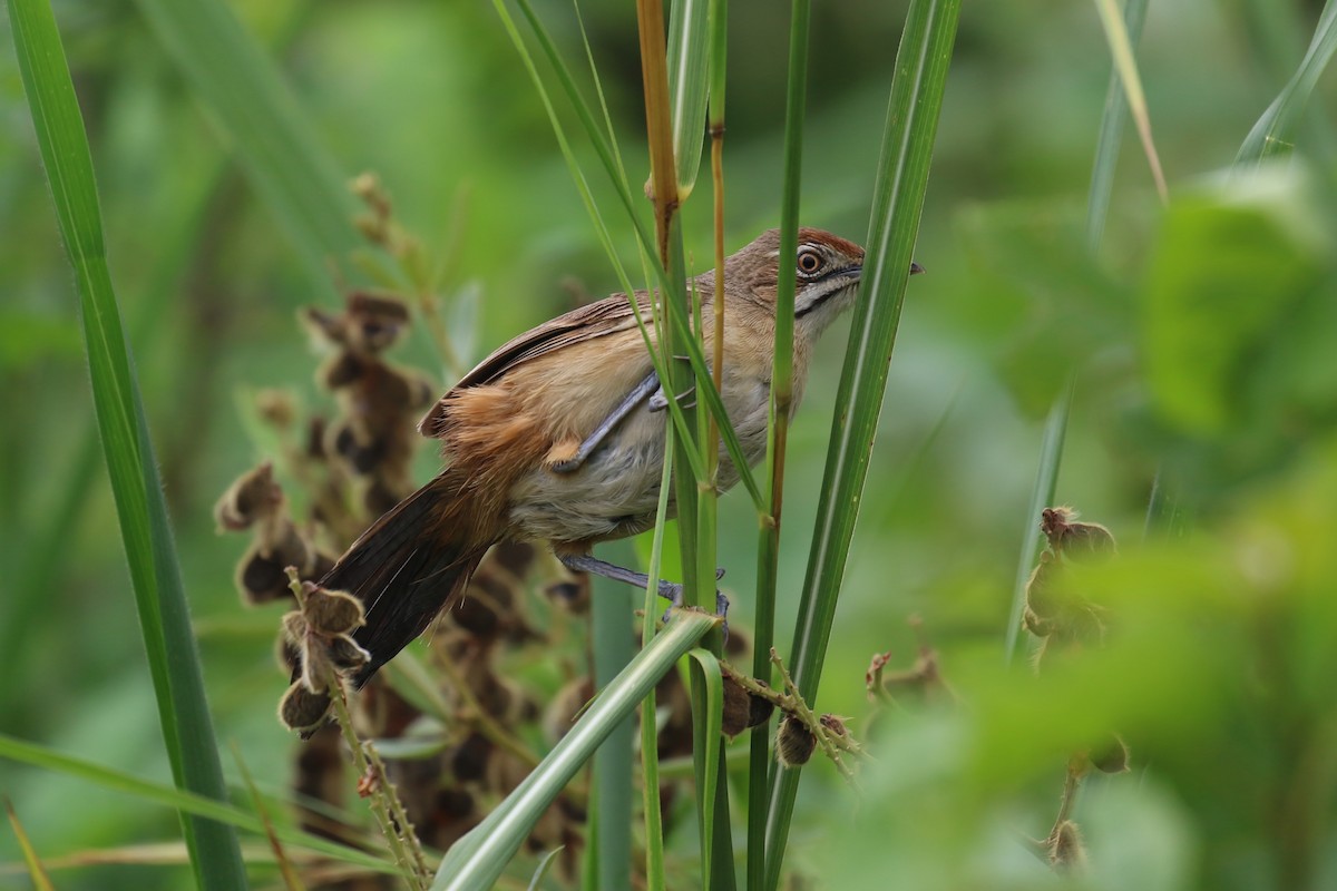 Moustached Grass-Warbler - ML618199625