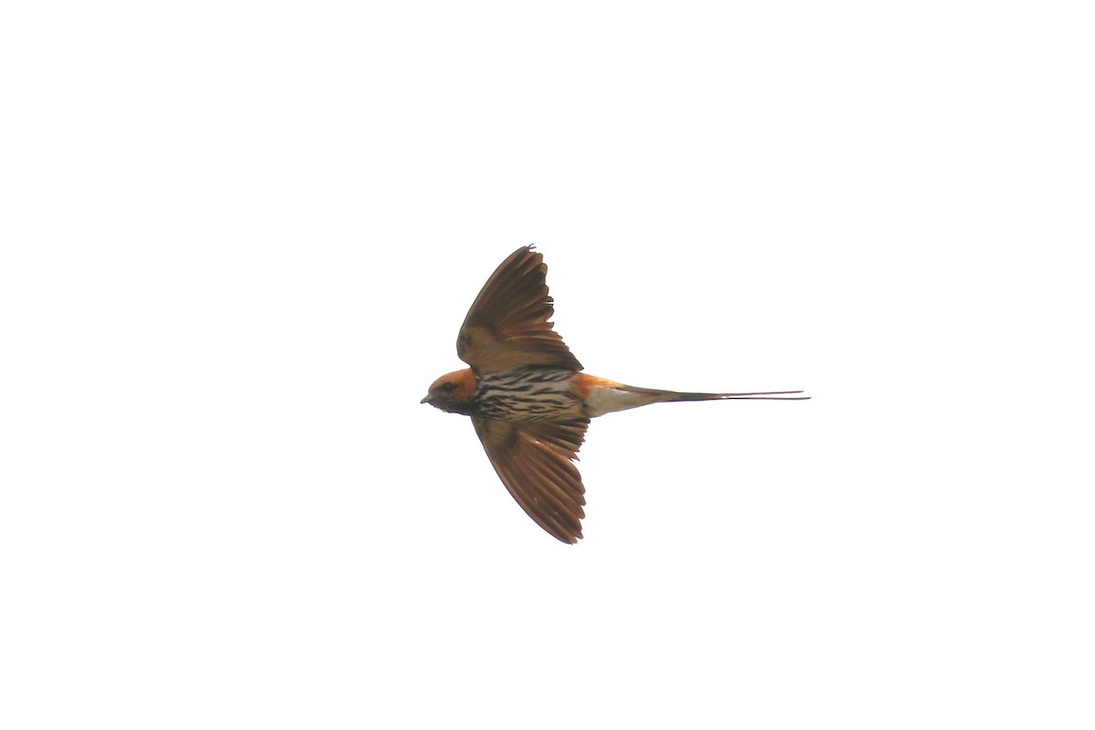 Lesser Striped Swallow - ML618199647