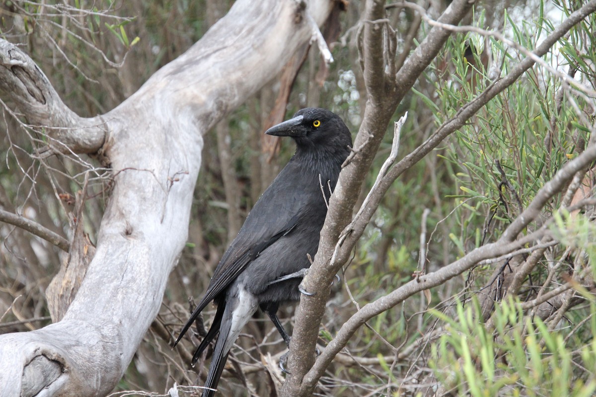 Gray Currawong - Wendy McWilliams
