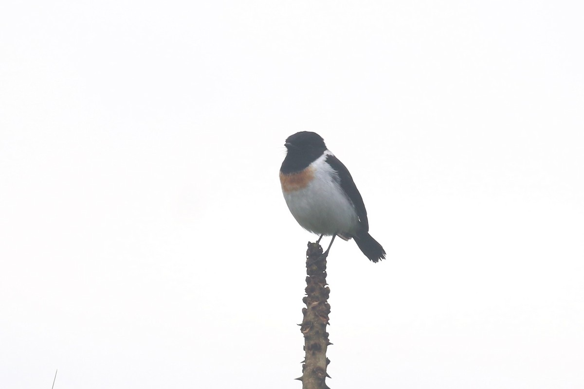African Stonechat - ML618199699