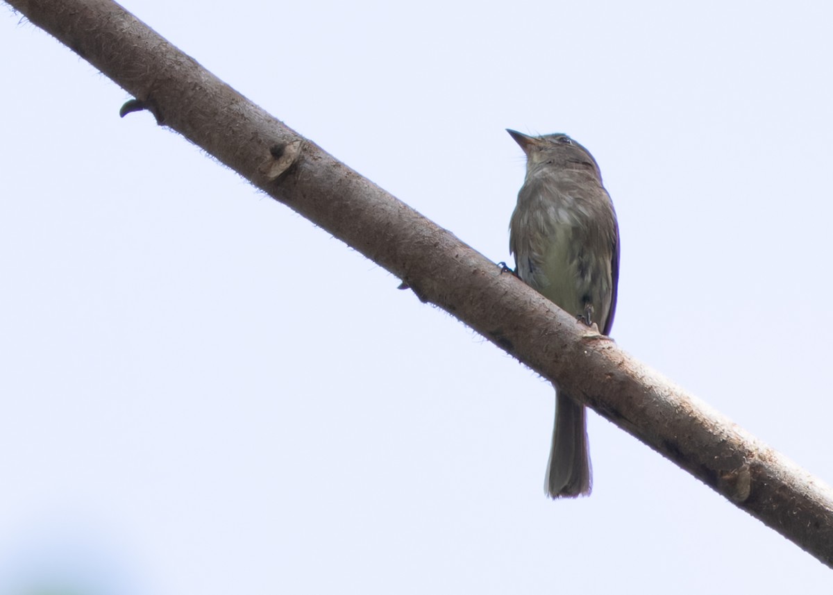 Brown-streaked Flycatcher (Umber) - Ayuwat Jearwattanakanok
