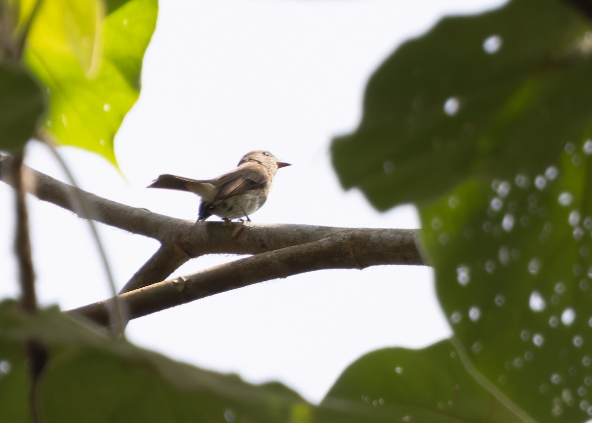 Brown-streaked Flycatcher (Umber) - Ayuwat Jearwattanakanok