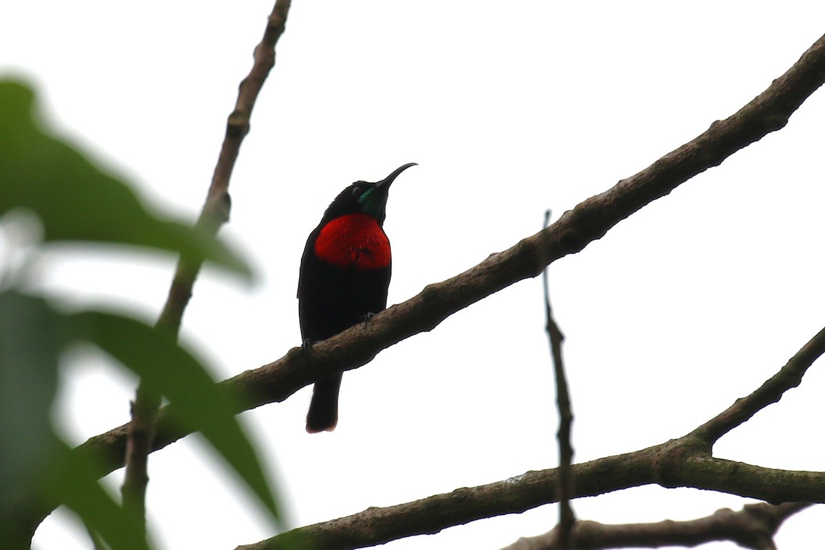 Scarlet-chested Sunbird - ML618199711
