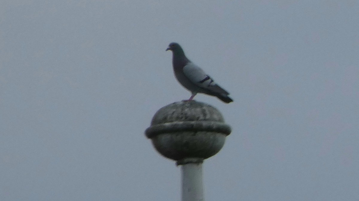 Rock Pigeon (Feral Pigeon) - ML618199718