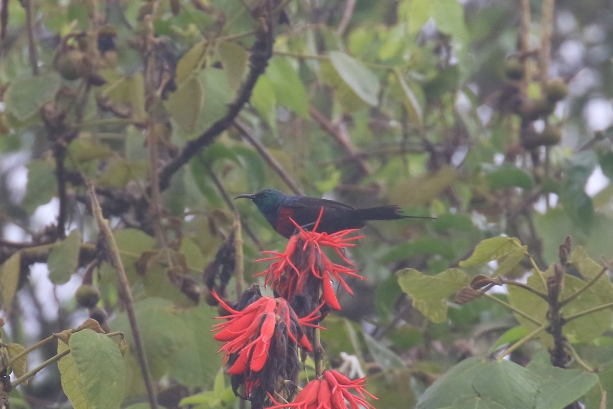 Red-chested Sunbird - ML618199721