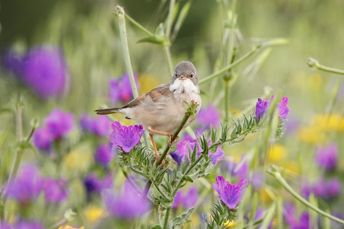 Greater Whitethroat - Laura Rollán