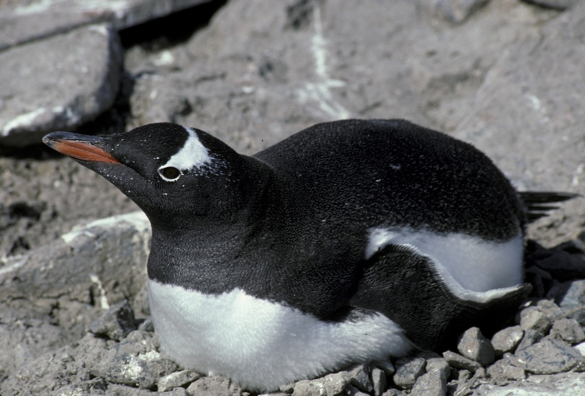 Gentoo Penguin - R O