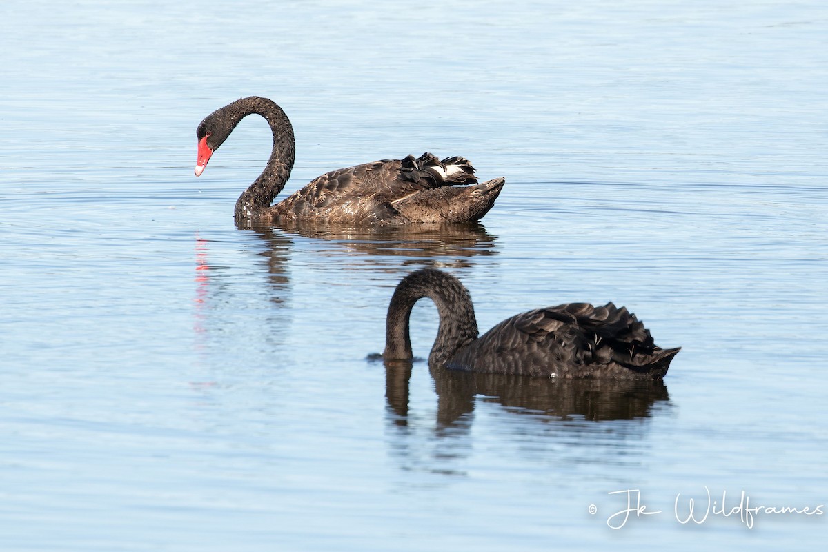 Black Swan - JK Malkoha