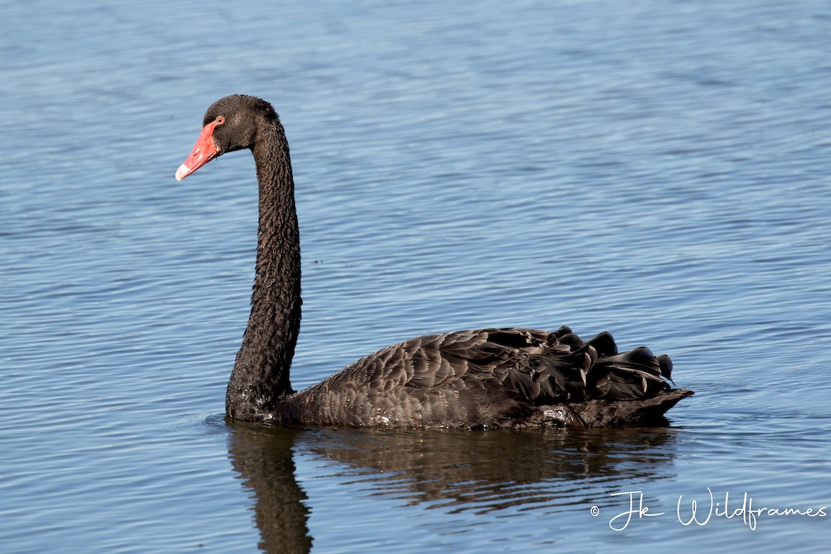 Black Swan - ML618199791