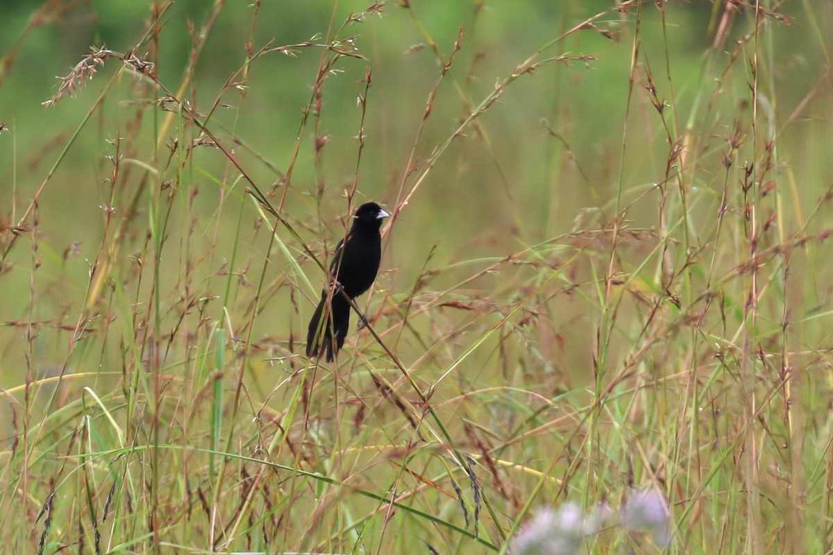 Fan-tailed Widowbird - Fikret Ataşalan