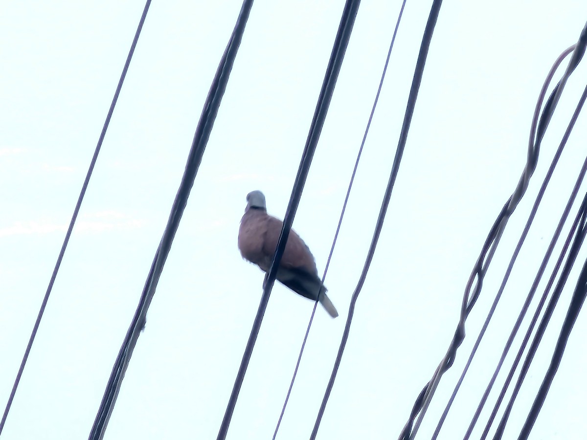 Red Collared-Dove - ML618199798