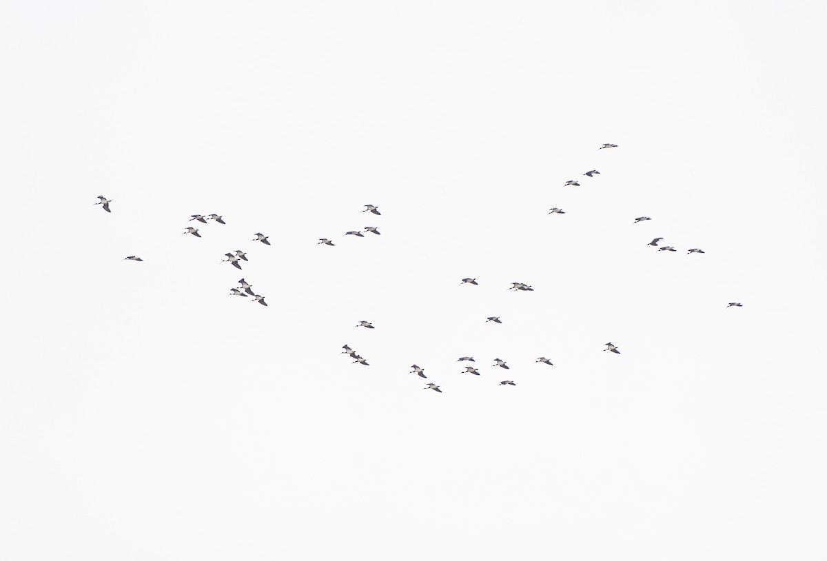 ibis slámokrký - ML618199813