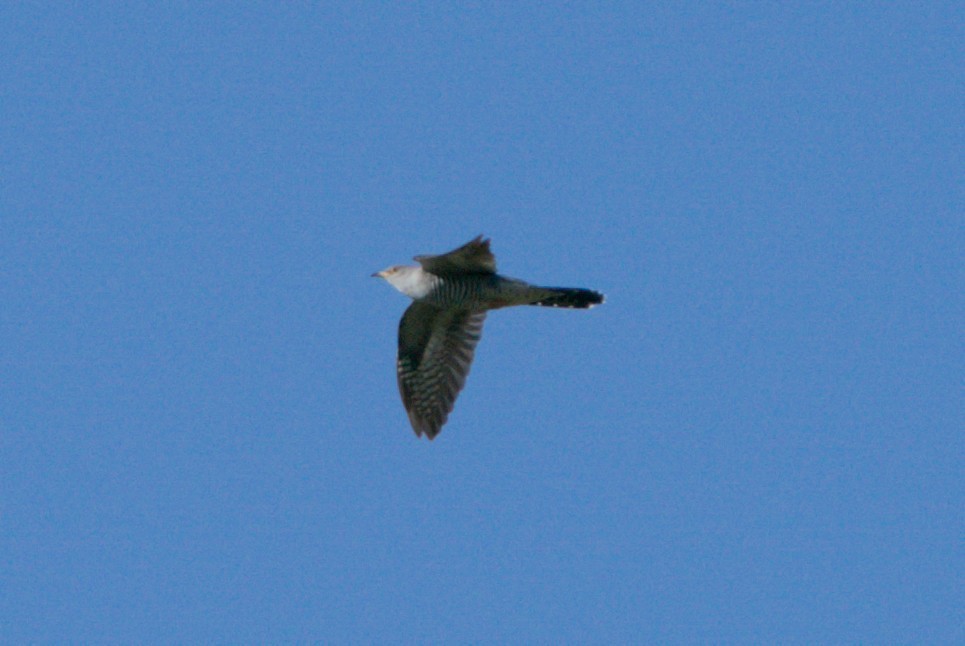 Common Cuckoo - ML618199848