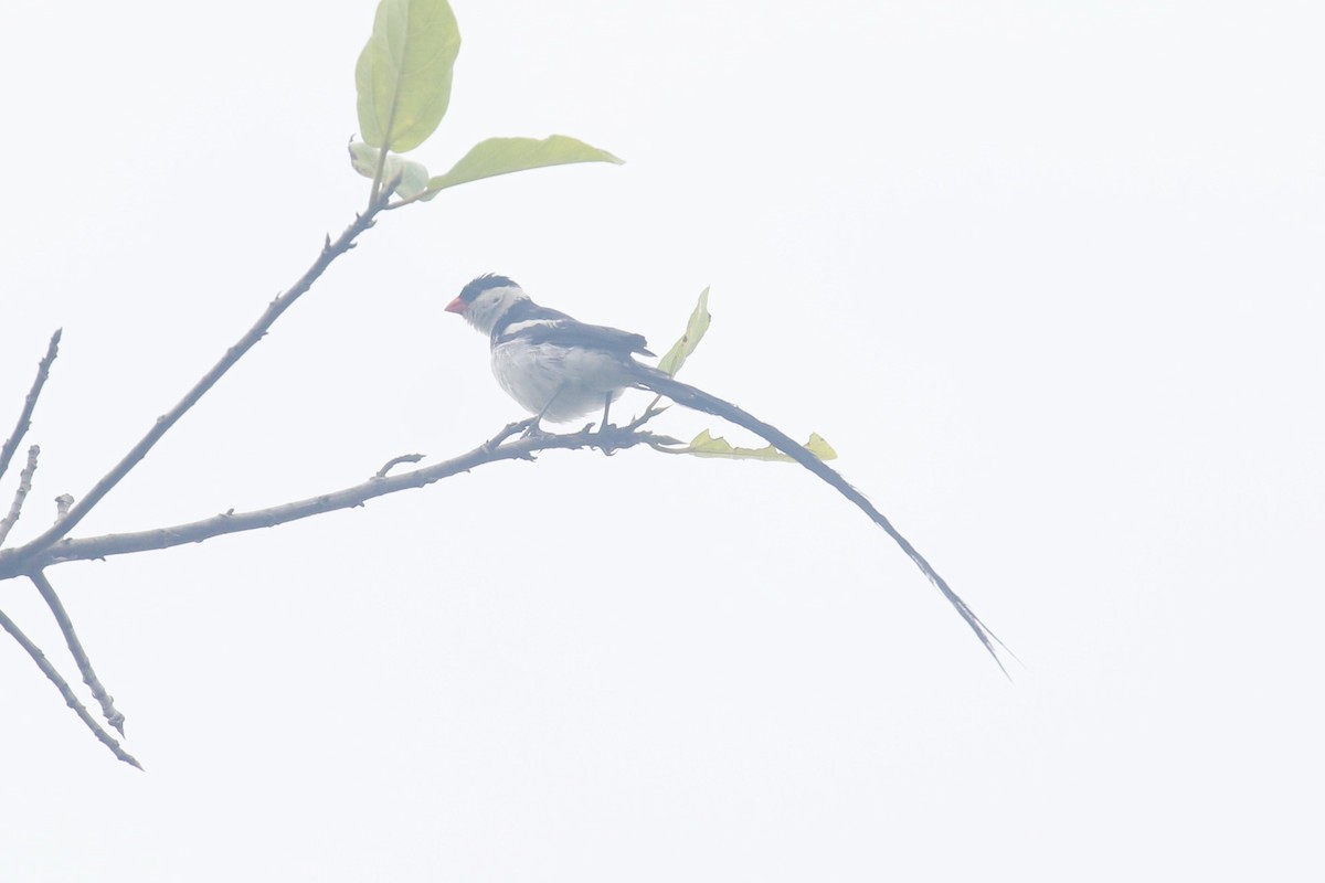 Pin-tailed Whydah - ML618199863