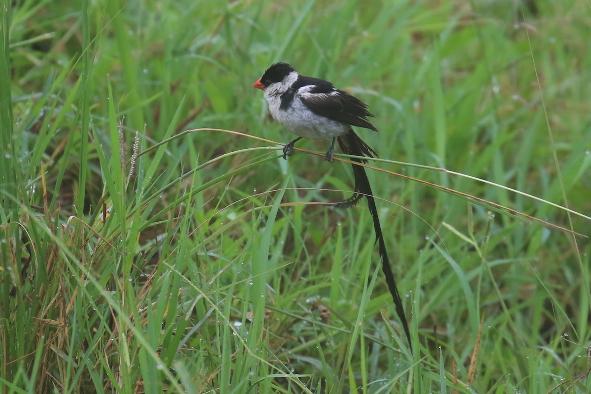 Pin-tailed Whydah - ML618199864