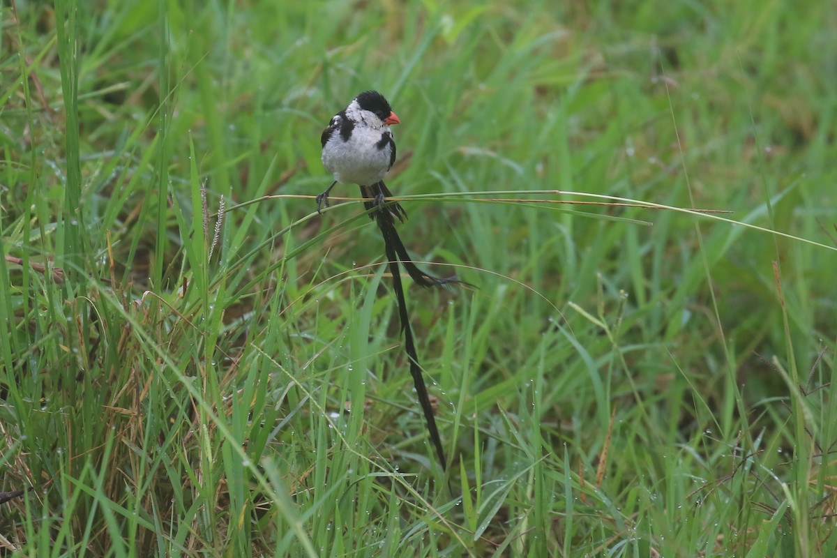 Pin-tailed Whydah - ML618199865