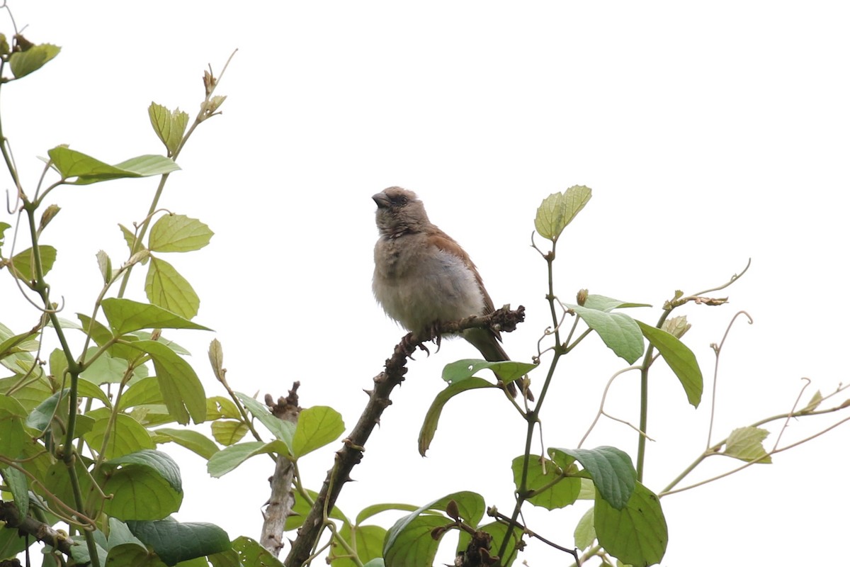 Northern Gray-headed Sparrow - ML618199873