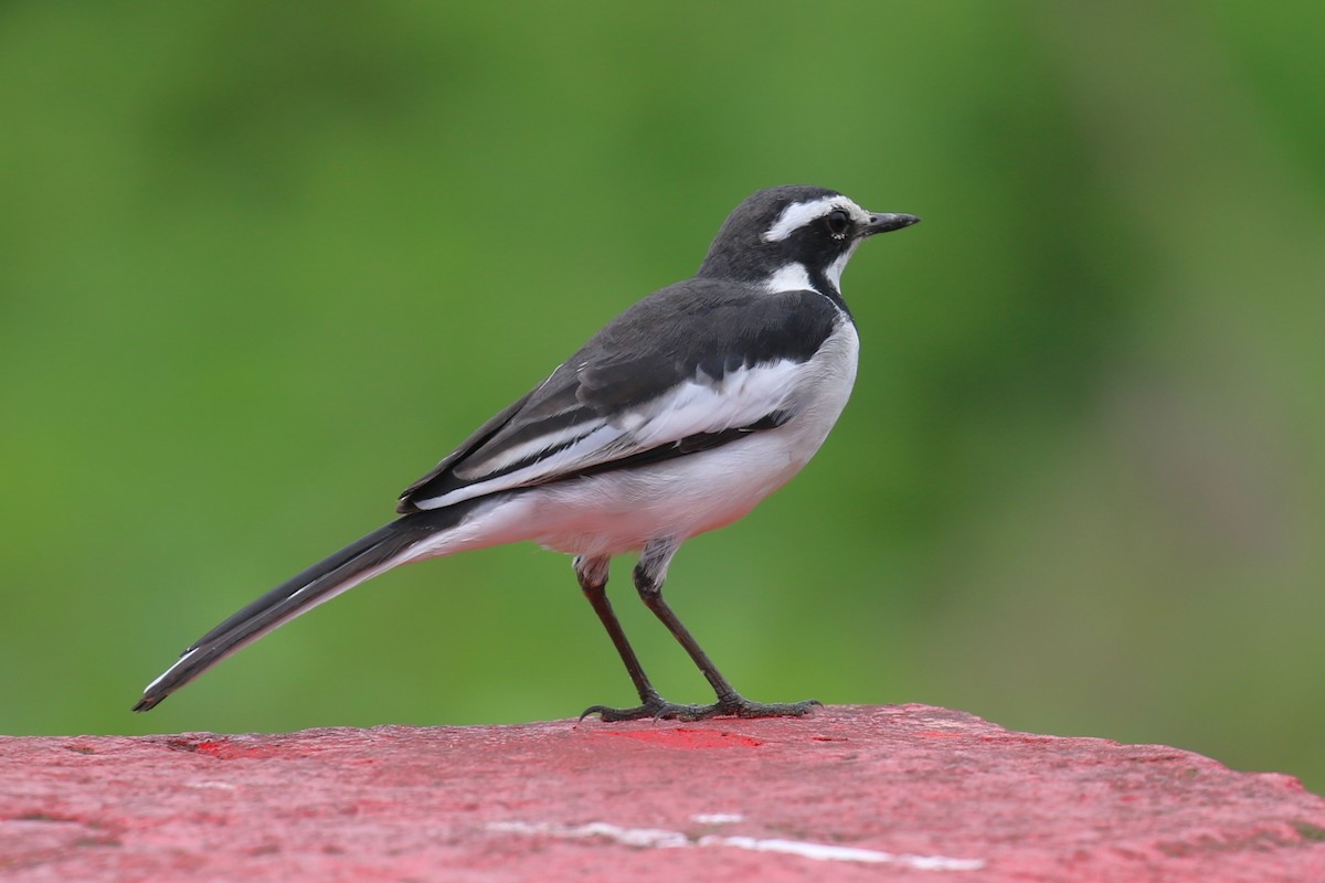 African Pied Wagtail - ML618199874