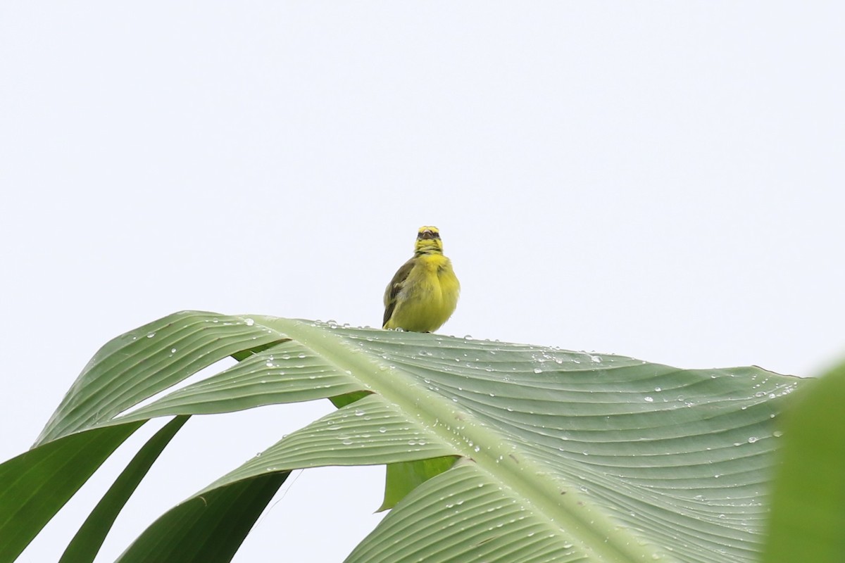 Yellow-fronted Canary - ML618199885
