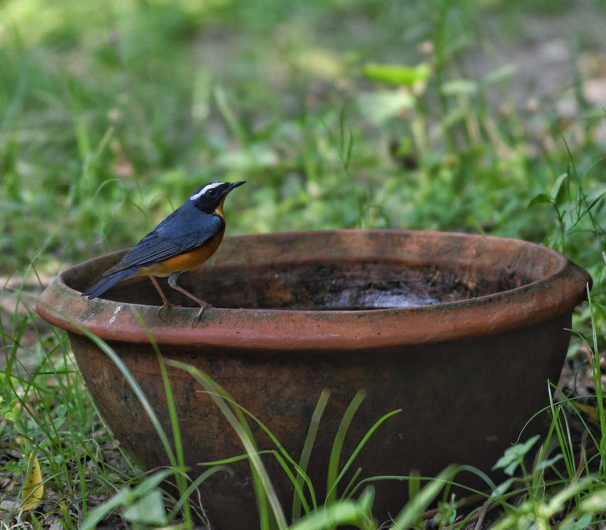 Indian Blue Robin - Avinoj Roy