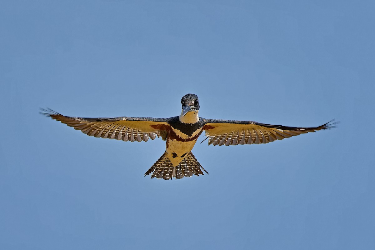 Belted Kingfisher - Uday Wandkar