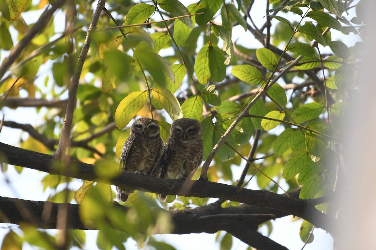 Spotted Owlet - Avinoj Roy