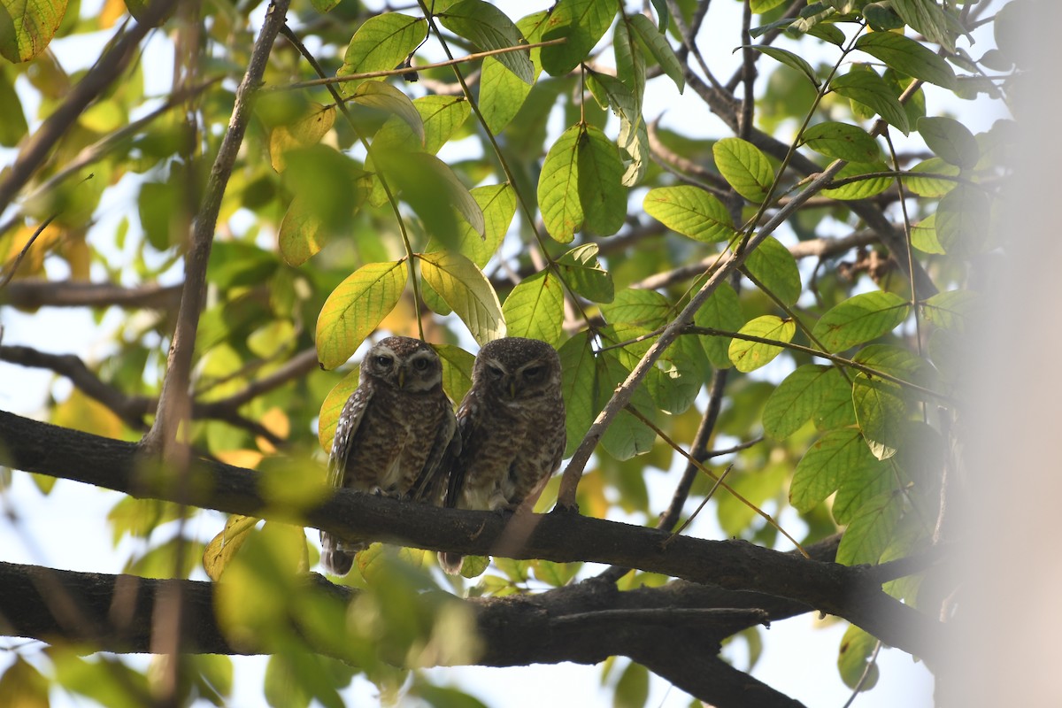 Spotted Owlet - ML618199917