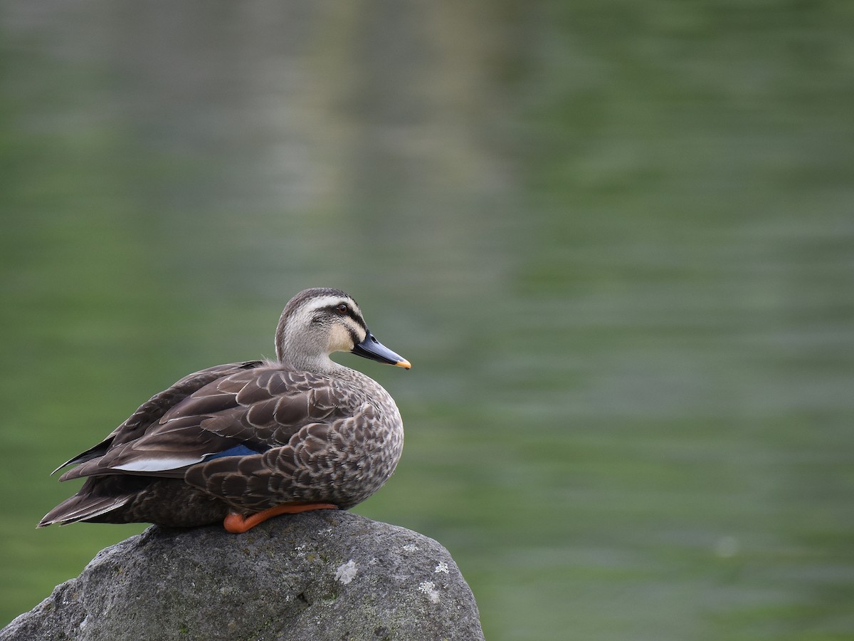 Eastern Spot-billed Duck - Yojiro Nagai