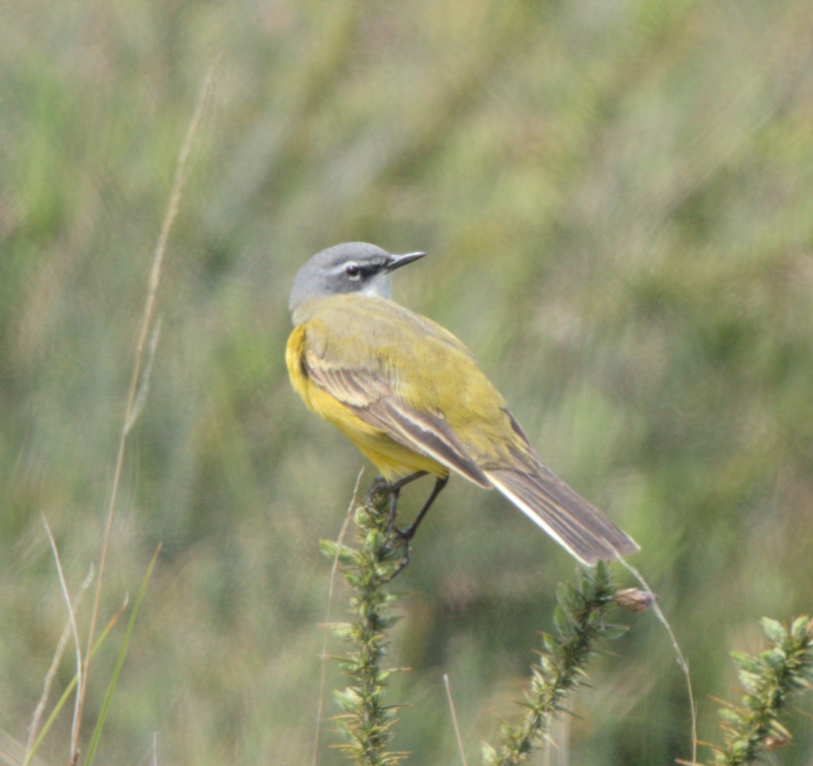 Western Yellow Wagtail - Carl Miller