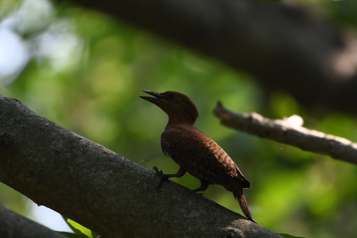 Rufous Woodpecker - ML618199958