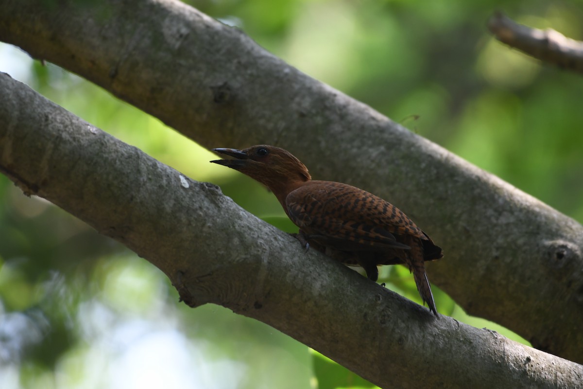 Rufous Woodpecker - ML618199960