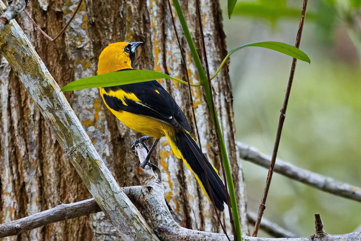 Yellow-tailed Oriole - ML618199994