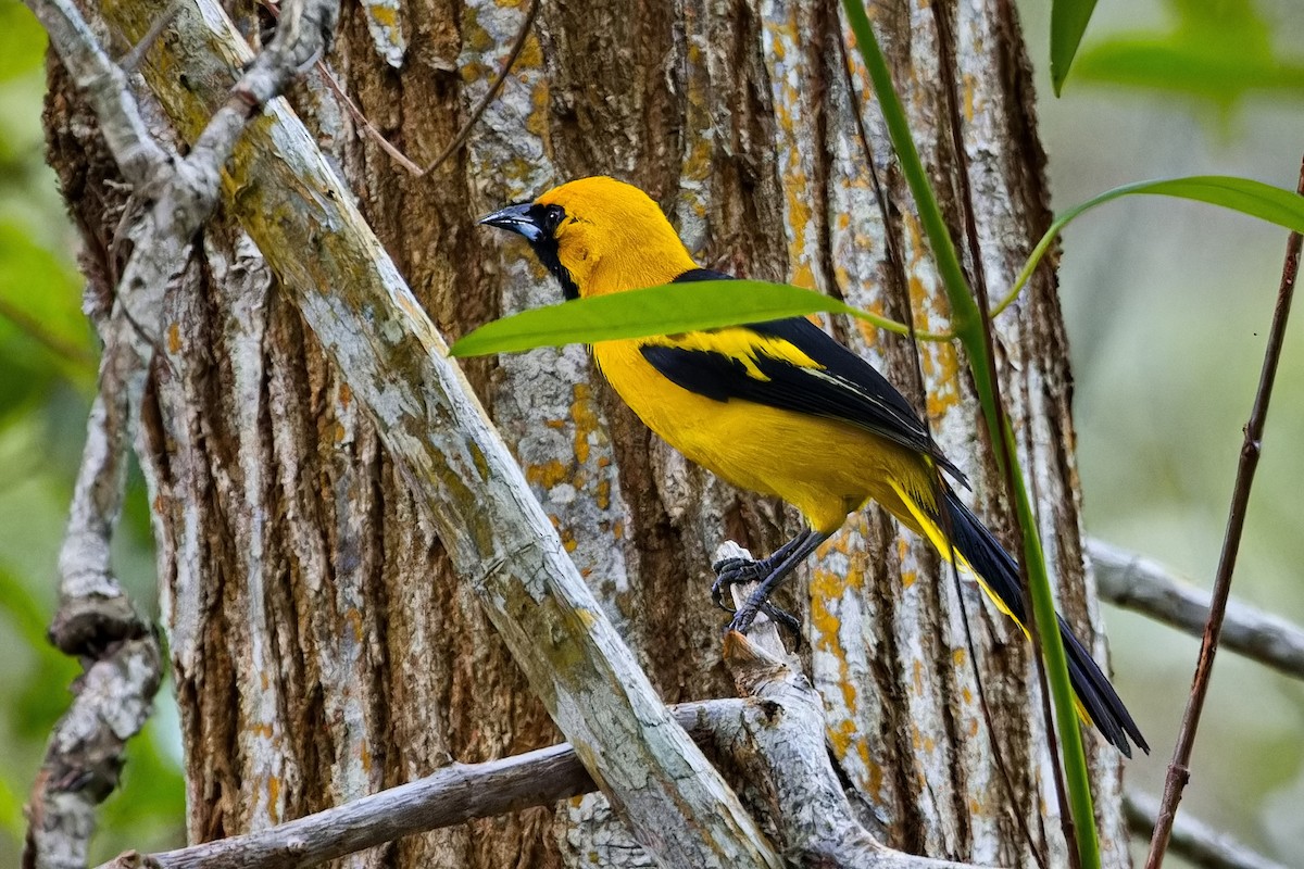 Yellow-tailed Oriole - ML618199995