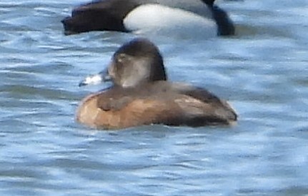 Ring-necked Duck - ML618200009