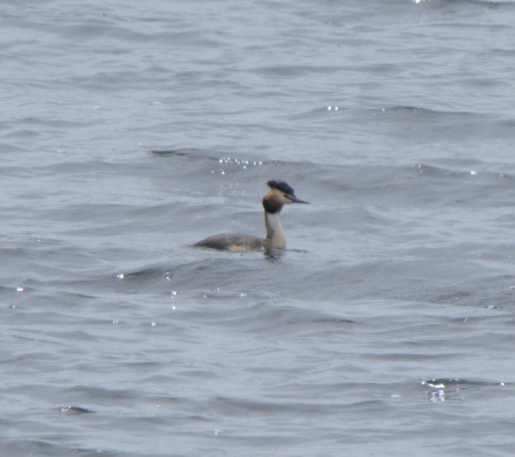 Great Crested Grebe - Carl Miller