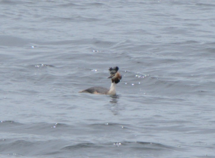 Great Crested Grebe - ML618200017