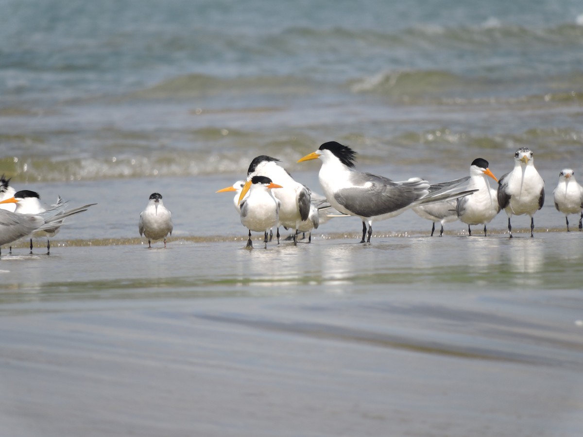 Great Crested Tern - ML618200027