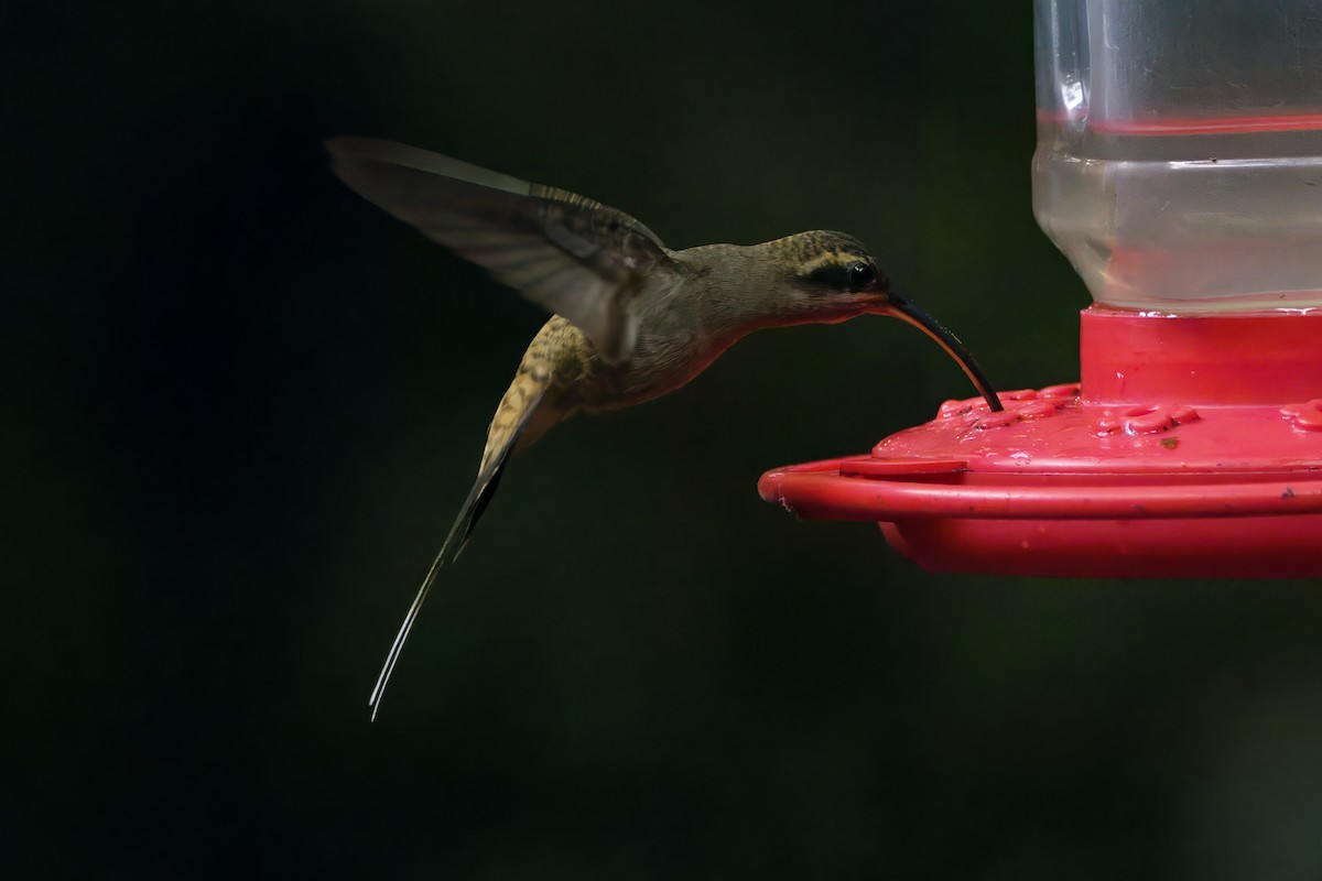 kolibřík tmavolící - ML618200085
