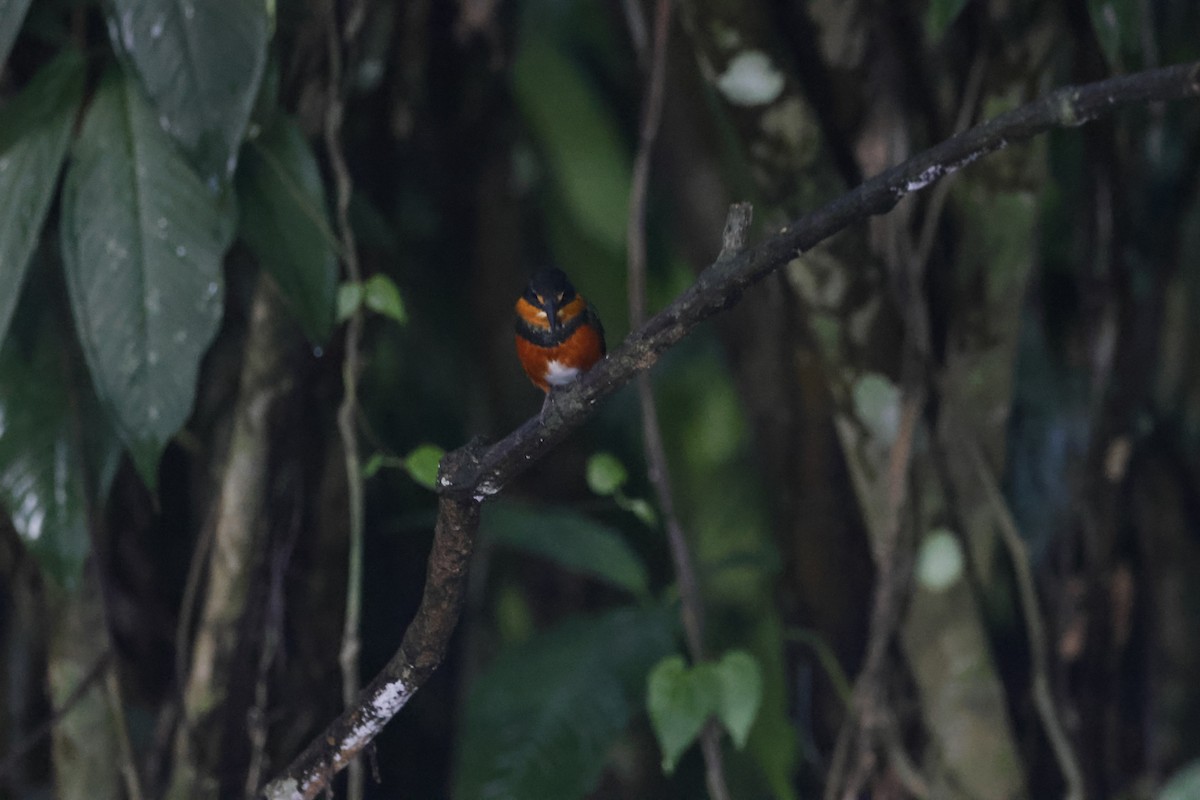 American Pygmy Kingfisher - Gareth Bowes