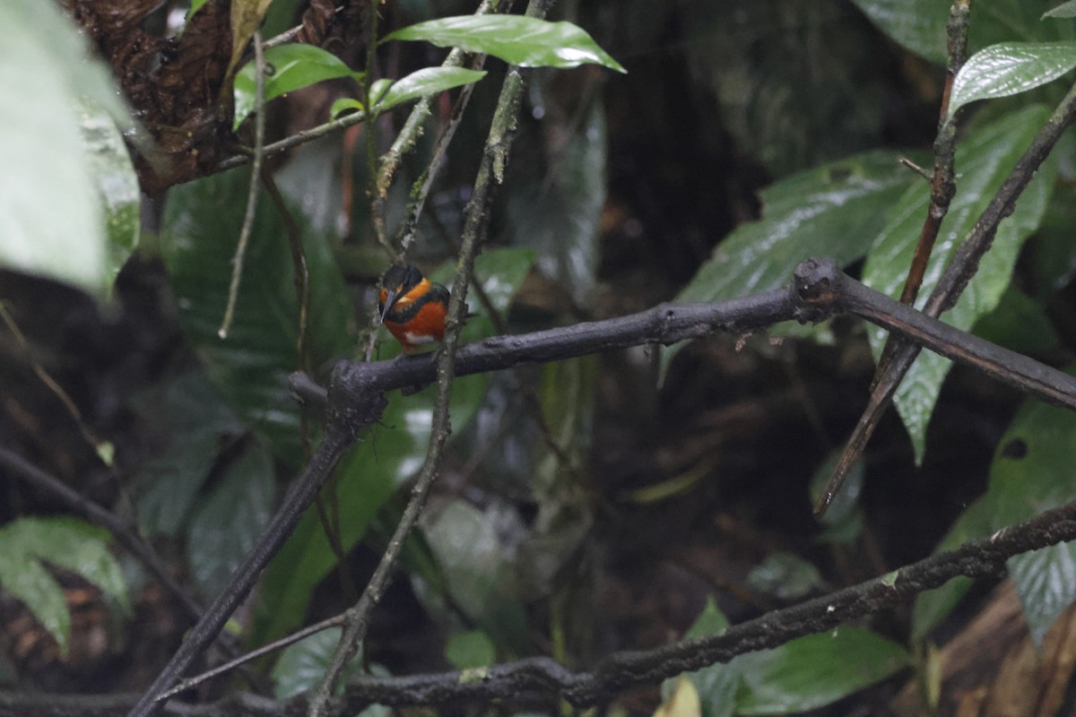 American Pygmy Kingfisher - ML618200090