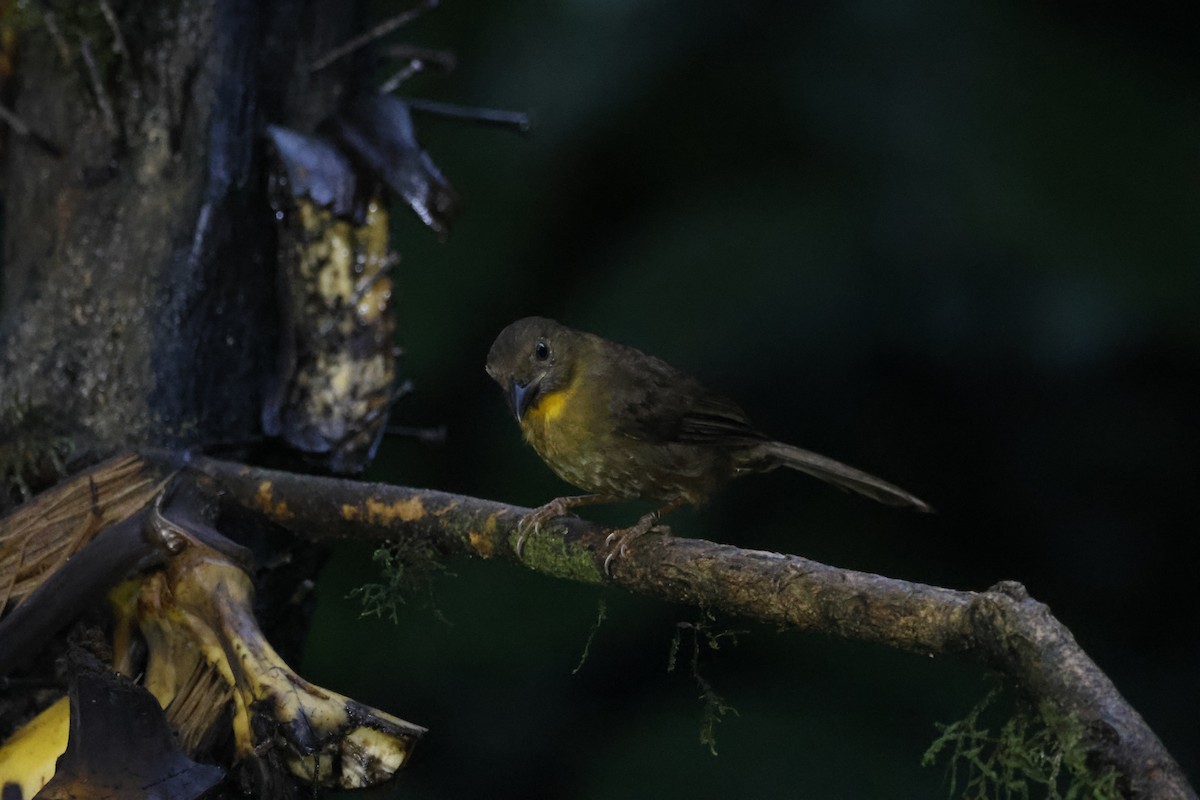Red-throated Ant-Tanager - Gareth Bowes