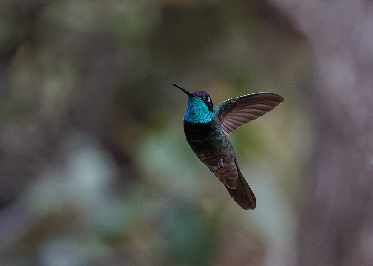 kolibřík skvostný - ML618200133