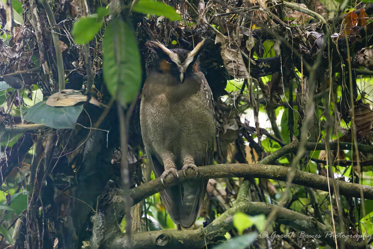 Crested Owl - ML618200140