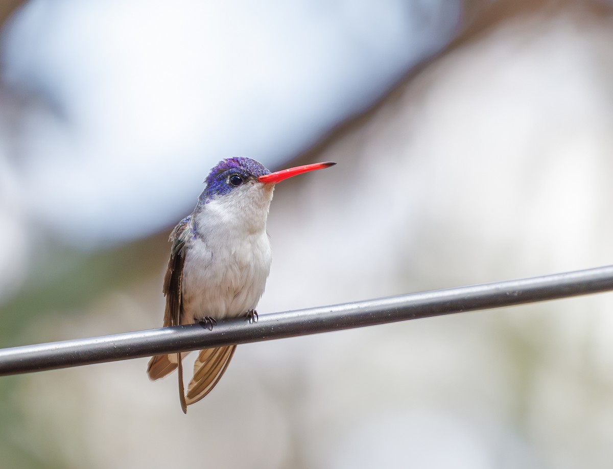 kolibřík fialovokorunkatý - ML618200143