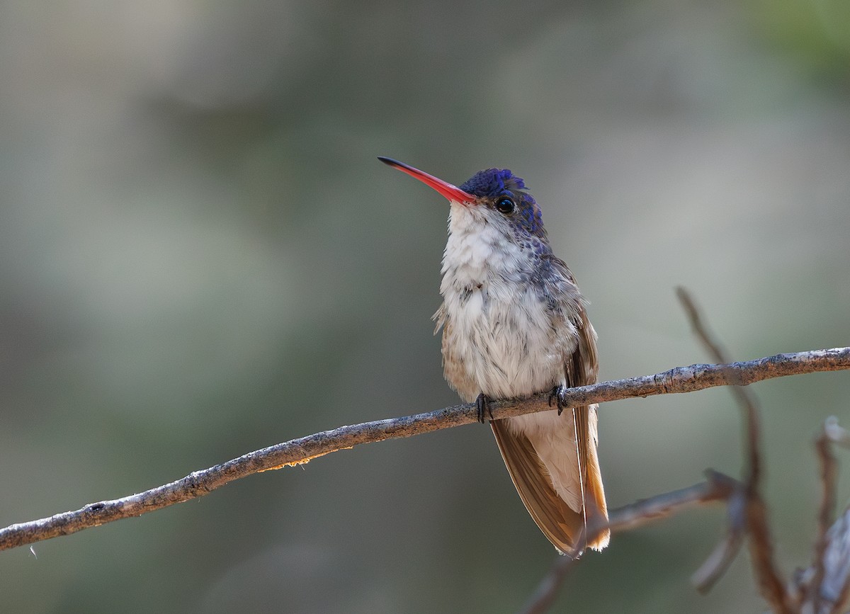 kolibřík fialovokorunkatý - ML618200144